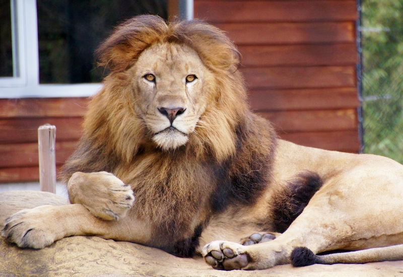 威厳・ライオン