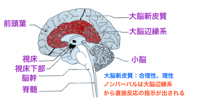脳・大脳辺縁系